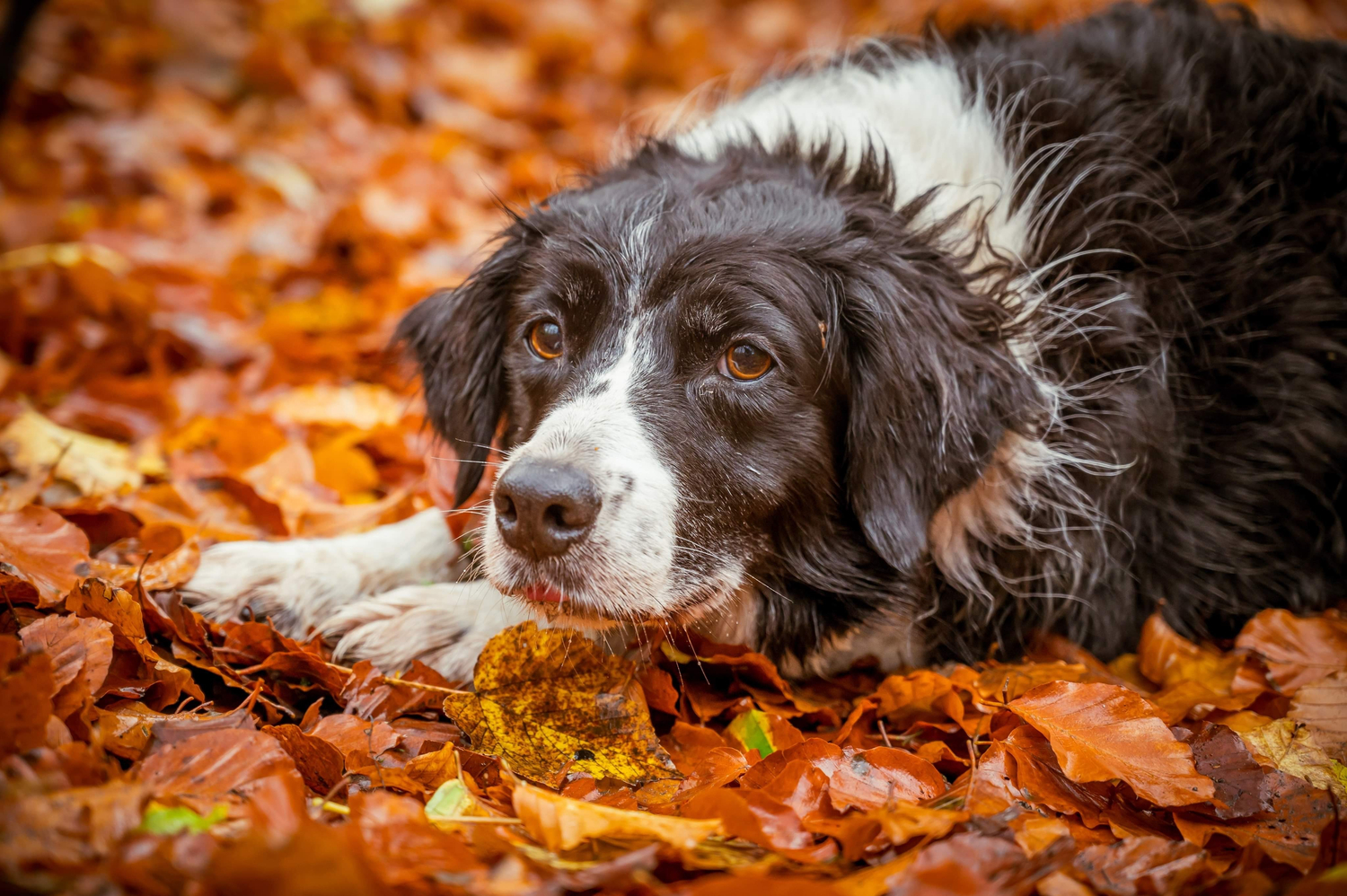 Course. Log November 2026 ATR (Veterinary Surgeon) – Pet Blood Bank